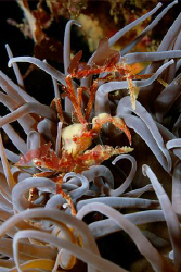 Leaches Spider Crab, inachus phalangium, Plymouth, Englis... by Jim Garland 